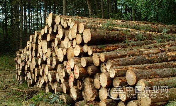 【周评】各地木材价格皆有上涨 金九银十已见端倪