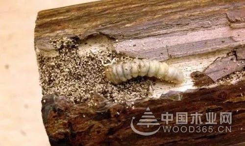 嘉兴海关截获一批进口原木发现大量活体有害生物