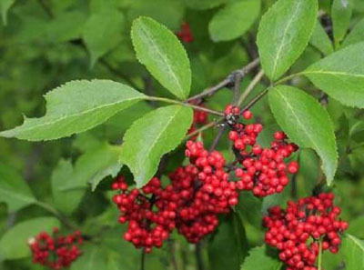 马尿烧植物介绍