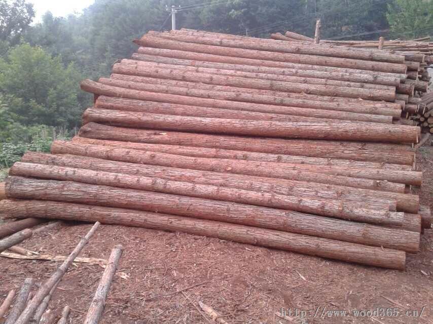 大量杉木原材料供应