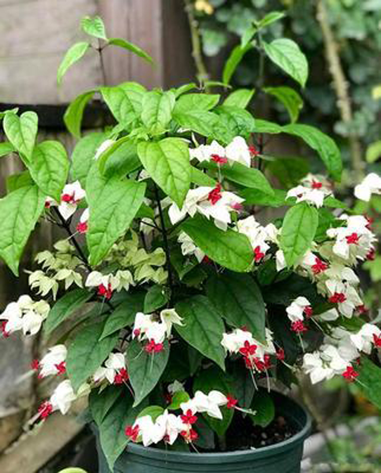 龙吐珠的养殖方法